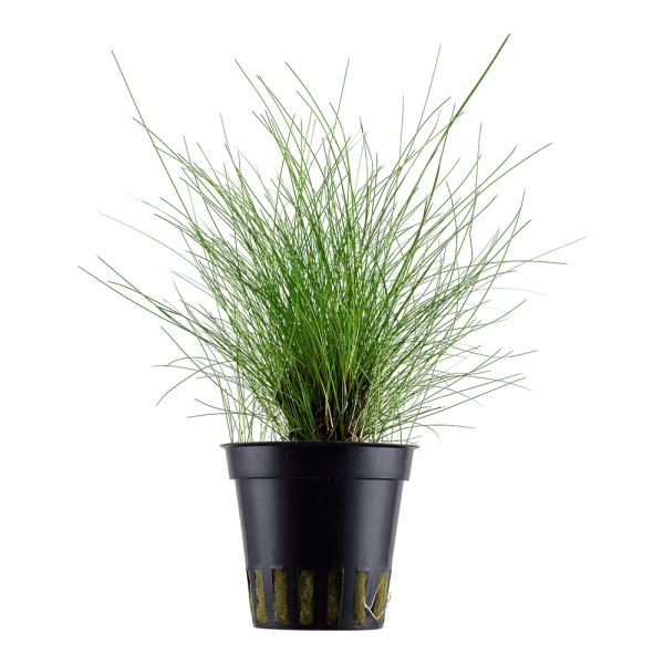 Eleocharis pusilla / parvula - Zwergnadelsimse